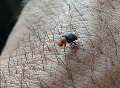 Cryptolaemus montrouzieri