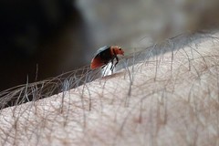 Cryptolaemus montrouzieri