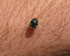 Cryptolaemus montrouzieri