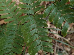 Polypodiopsida