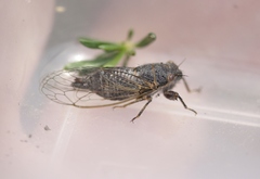 Platypedia laticapitata