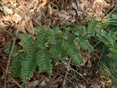 Polypodiopsida