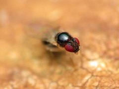 Mycodrosophila