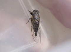 Platypedia laticapitata