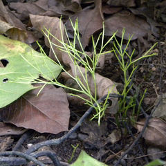 Psilotum nudum image