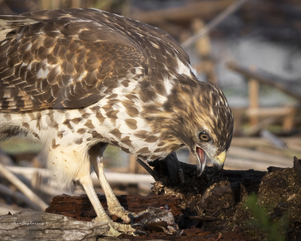 Red-shouldered Hawk in October 2023 by Jessika Pokropinski. Caught this ...
