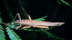 Canachus alligator