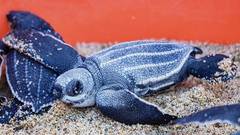 Leatherback Sea Turtle photo 4