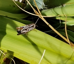 Phaulacridium marginale