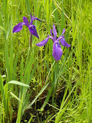Iris laevigata