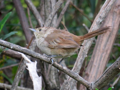 Phacellodomus sibilatrix