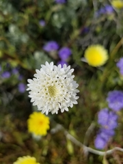 Chaenactis stevioides