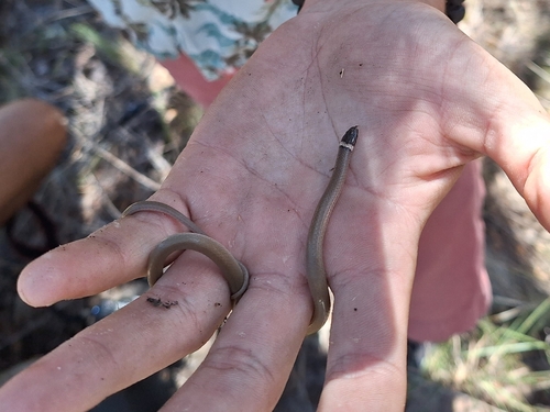 Chihuahuan Black-headed Snake