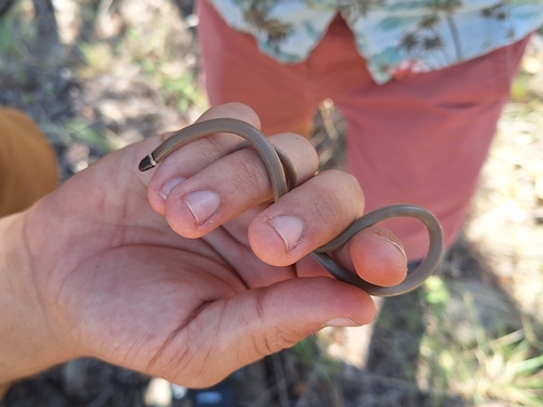 Chihuahuan Black-headed Snake