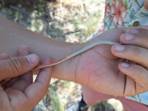 Chihuahuan Black-headed Snake