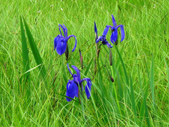 Iris laevigata