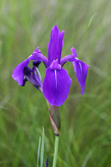 Iris laevigata