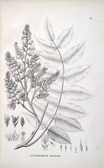 Centrolobium tomentosum