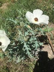 Argemone hispida