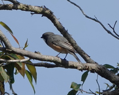 Rufous Whistler photo 5