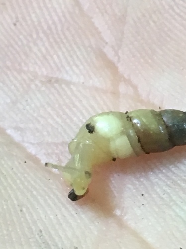 Subulina octona observed 2019-03-13