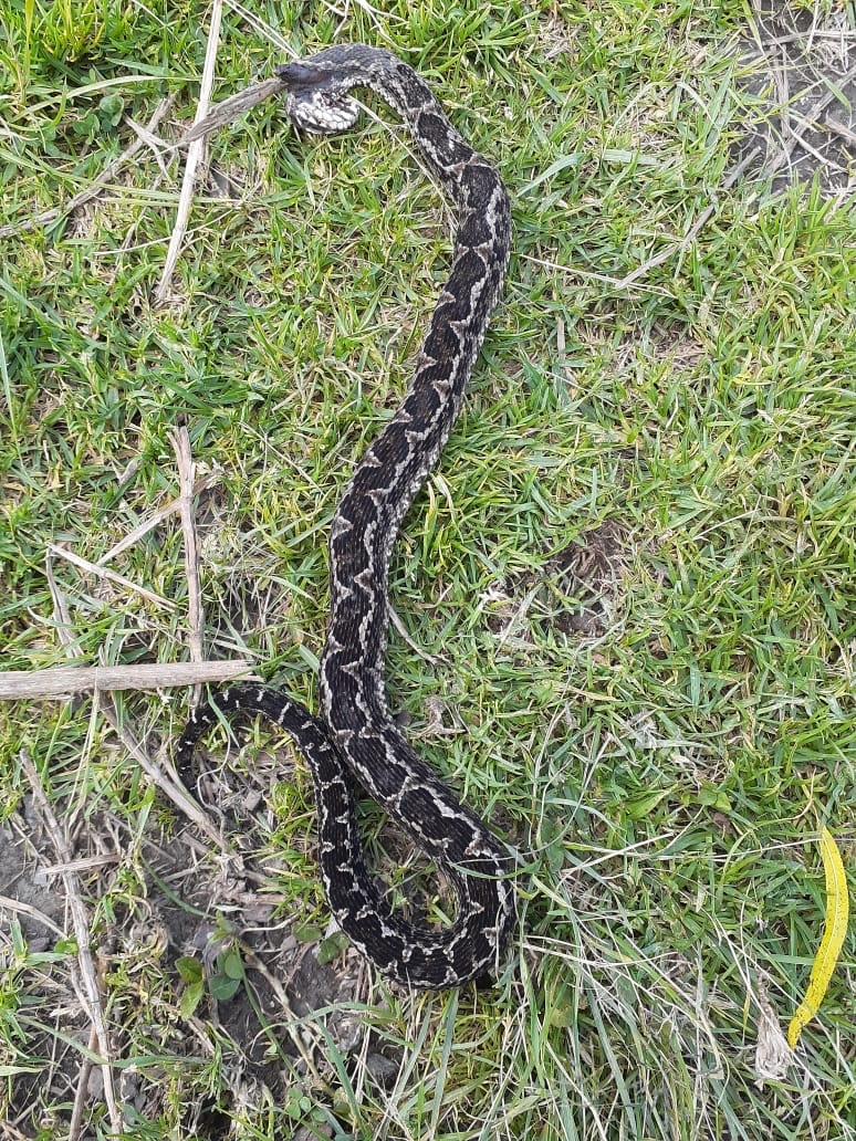 Bothrocophias image