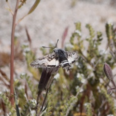 Euproserpinus phaeton