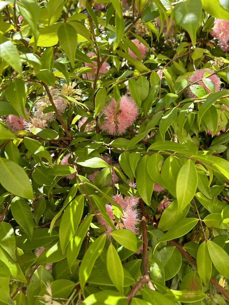 Java Waterberry Waterberries from Rose St, Annandale, NSW, AU on October 15, 2023 at 12 ...