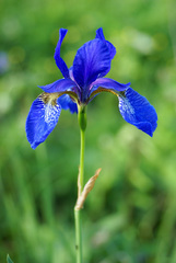 Iris sanguinea