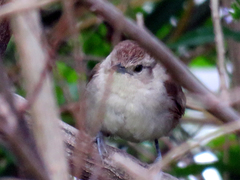 Phacellodomus sibilatrix