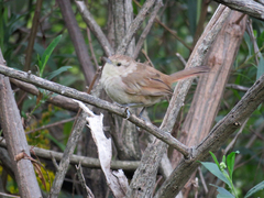 Phacellodomus sibilatrix