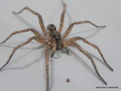 Pavocosa
