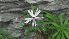 Silene fissipetala