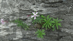Silene fissipetala
