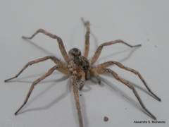 Pavocosa