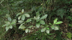 Rhododendron breviperulatum