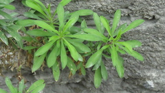 Silene fissipetala