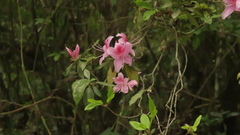 Rhododendron breviperulatum