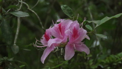 Rhododendron breviperulatum