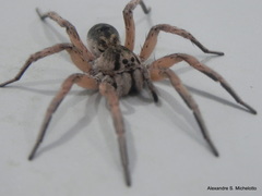 Pavocosa