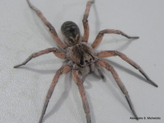 Pavocosa
