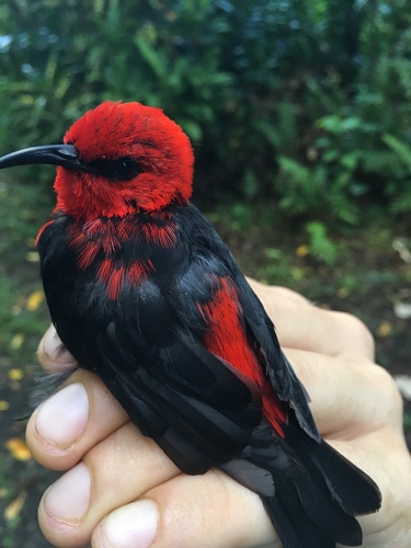 Samoan Myzomela (Myzomela nigriventris), photo 10