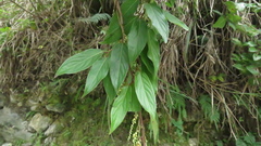 Stachyurus himalaicus