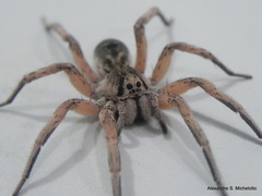 Pavocosa