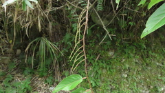 Stachyurus himalaicus