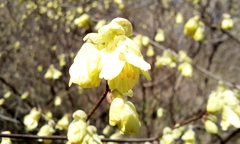 Corylopsis pauciflora