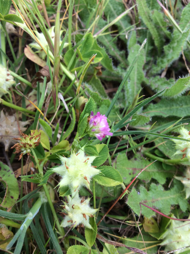 Reversed clover