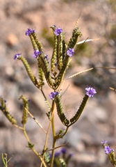 Phacelia crenulata crenulata