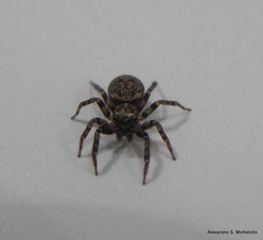 Coryphasia nigriventris