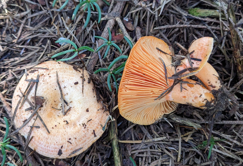 Lactarius deliciosus laeticolor